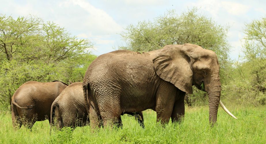 Jongerenreizen Tanzania olifanten zien